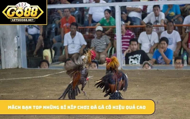 Mách bạn top những bí kíp chơi đá gà có hiệu quả cao